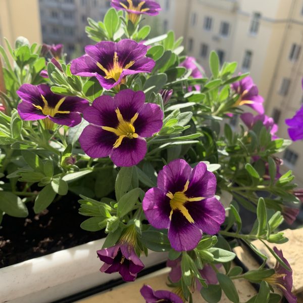 Calibrachoa Tik Tok Blue