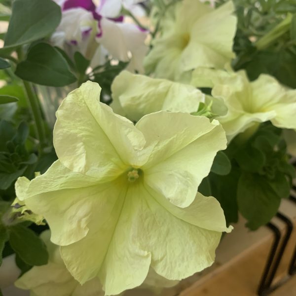 Sophistica Lime Green