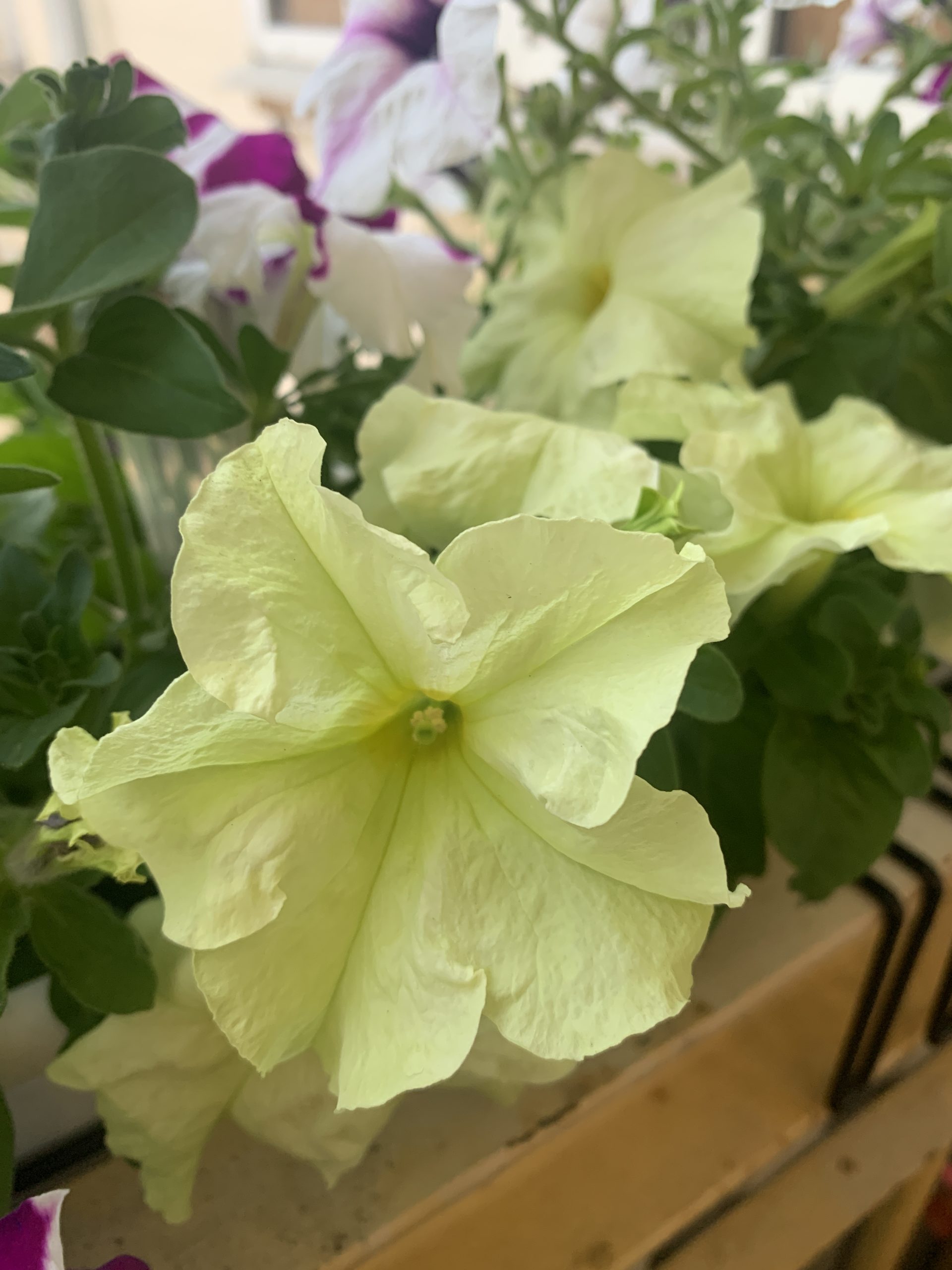 Sophistica Lime Green