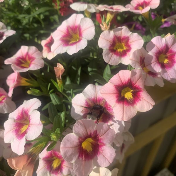 Minifamous Neo Pink Dark Eye