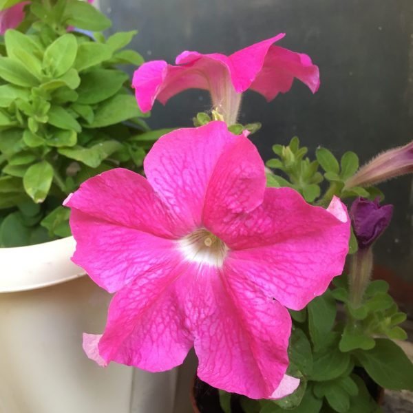 Gioconda F1 Fuchsia