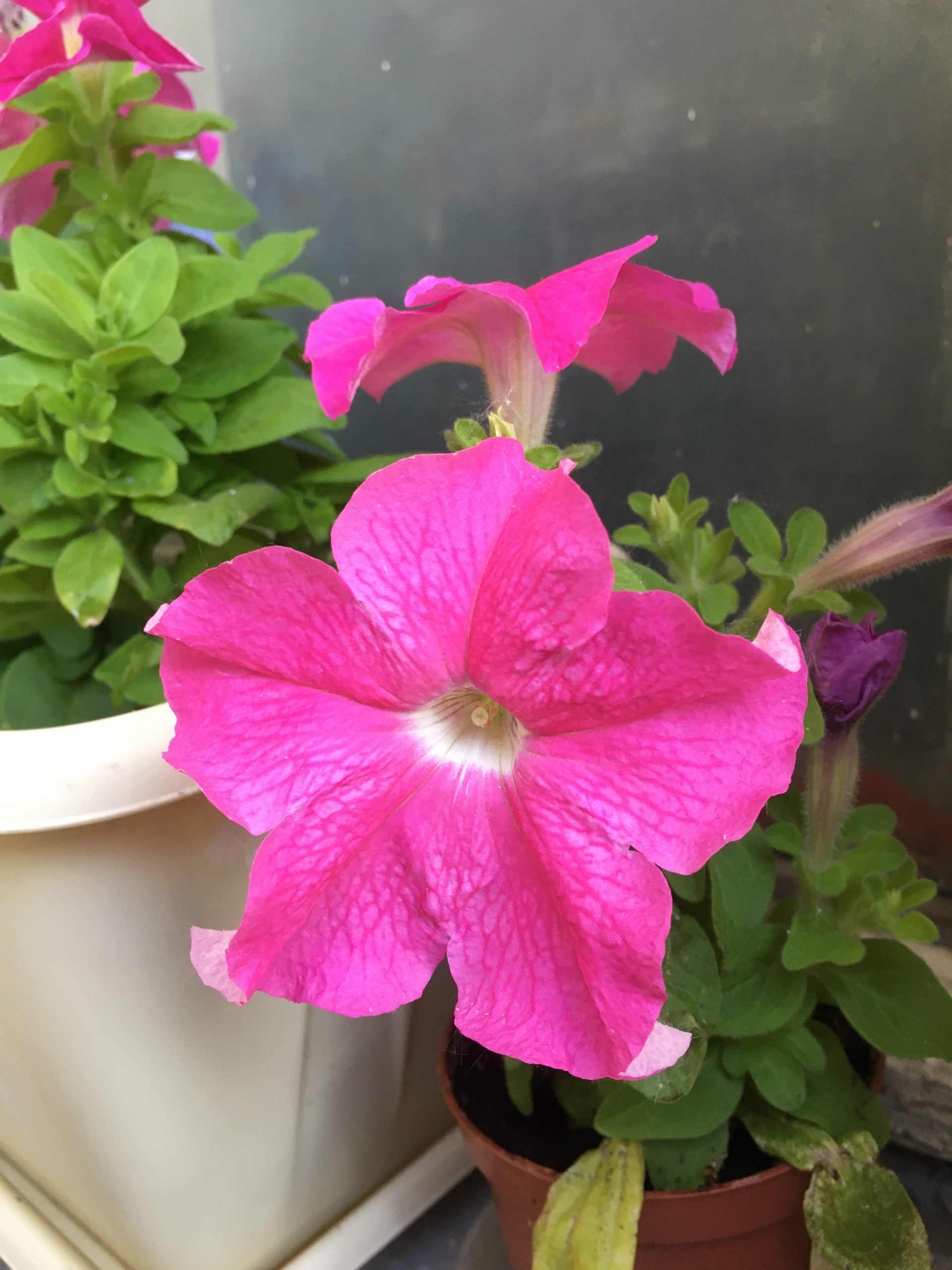 Gioconda F1 Fuchsia