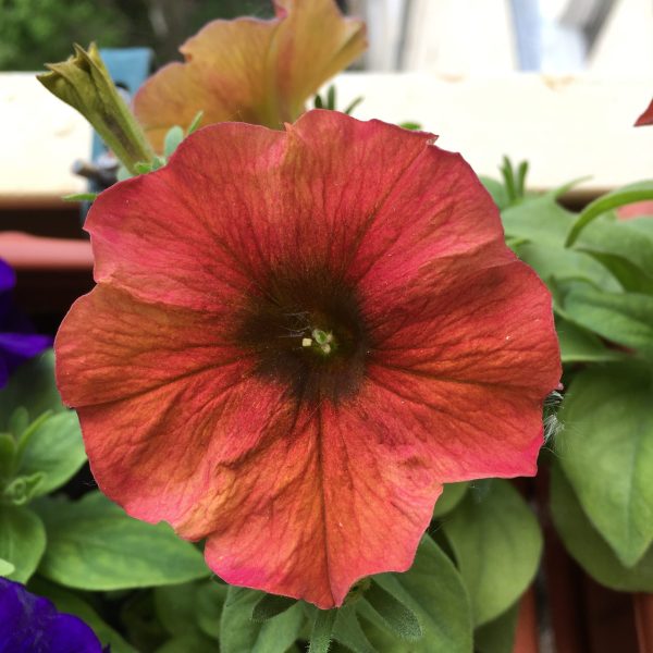 Petchoa Cinnamon