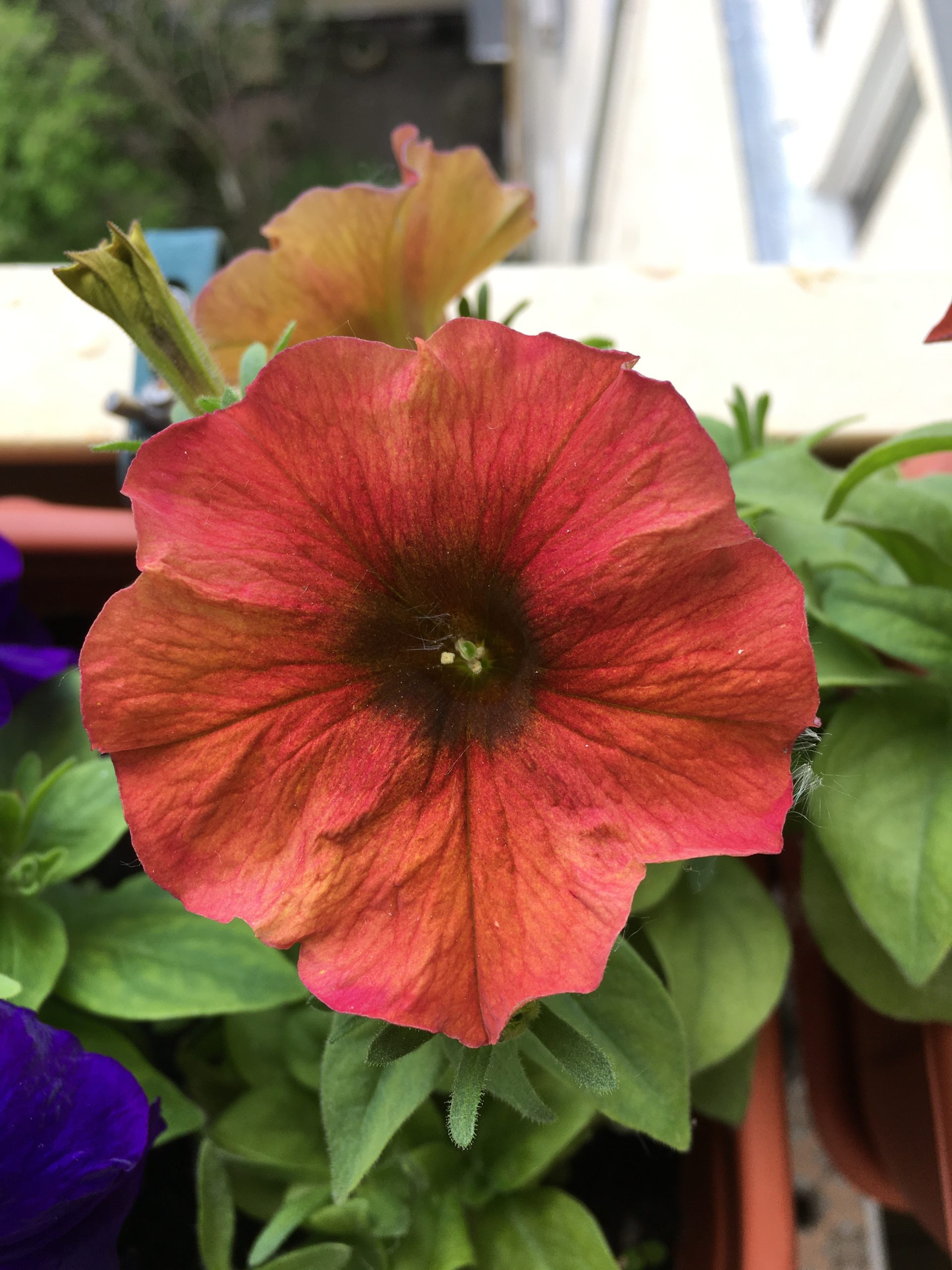 Petchoa Cinnamon