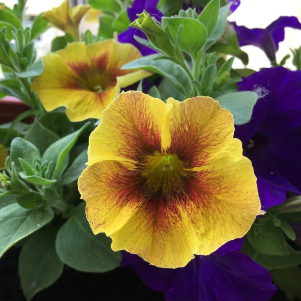 Petchoa Caramel Yellow