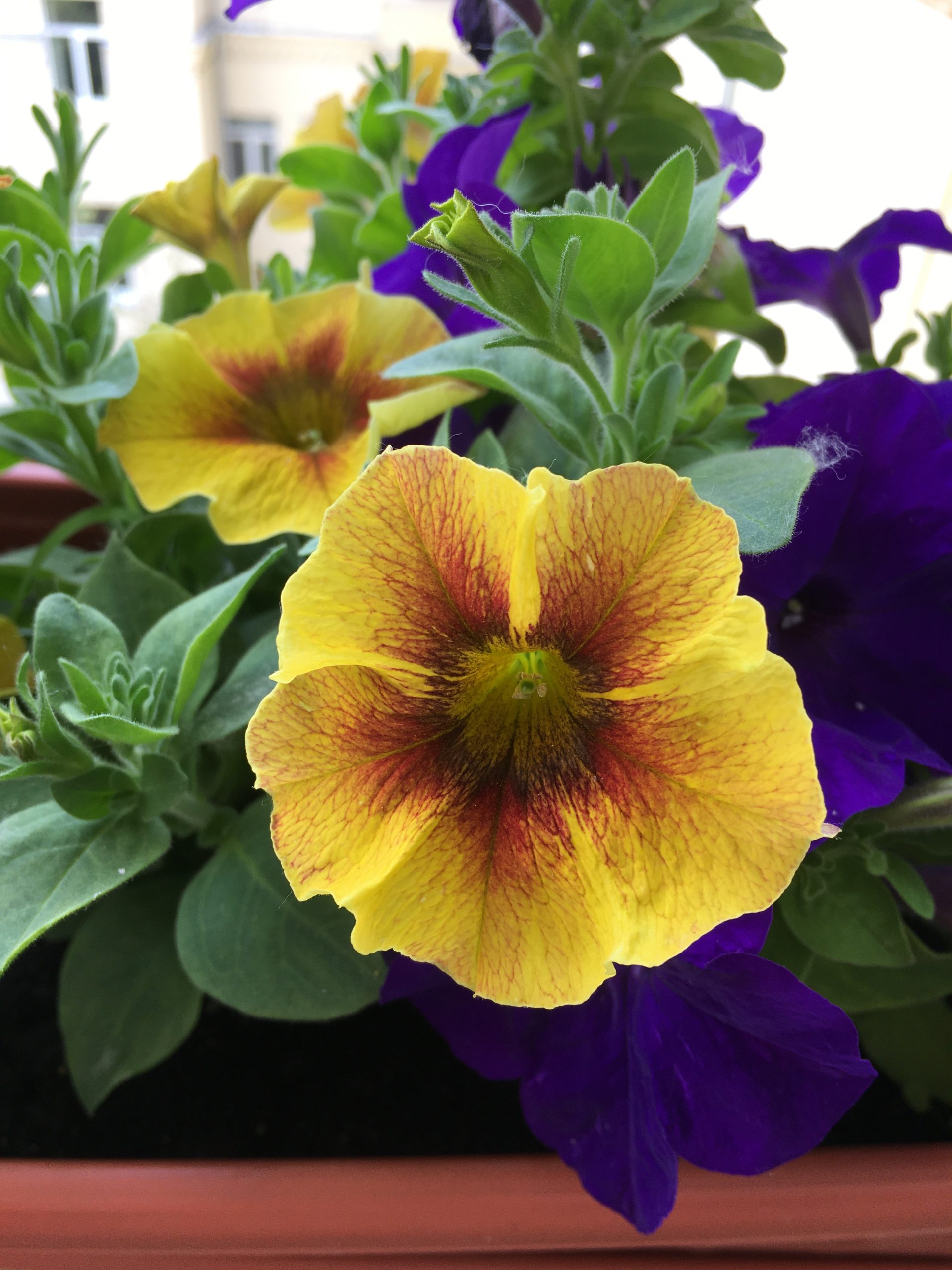 Petchoa Caramel Yellow