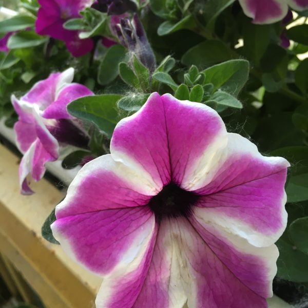 Cascadias Fuchsia Gem
