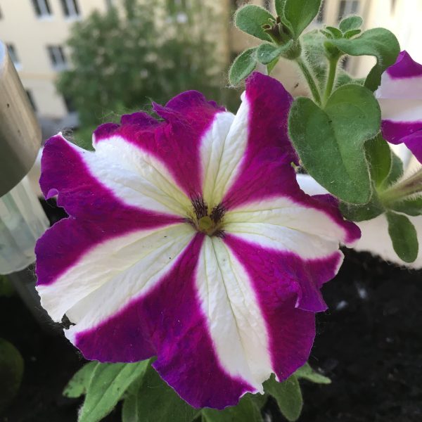 Tritunia Purple Star