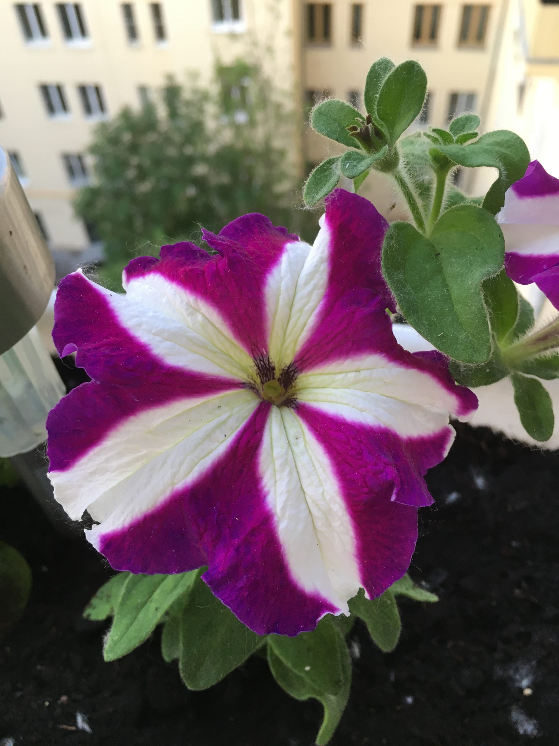 Tritunia Purple Star