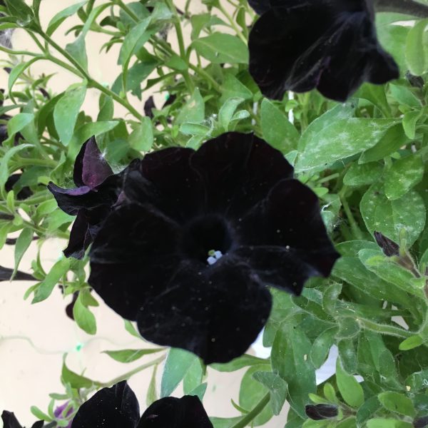 Black Velvet
