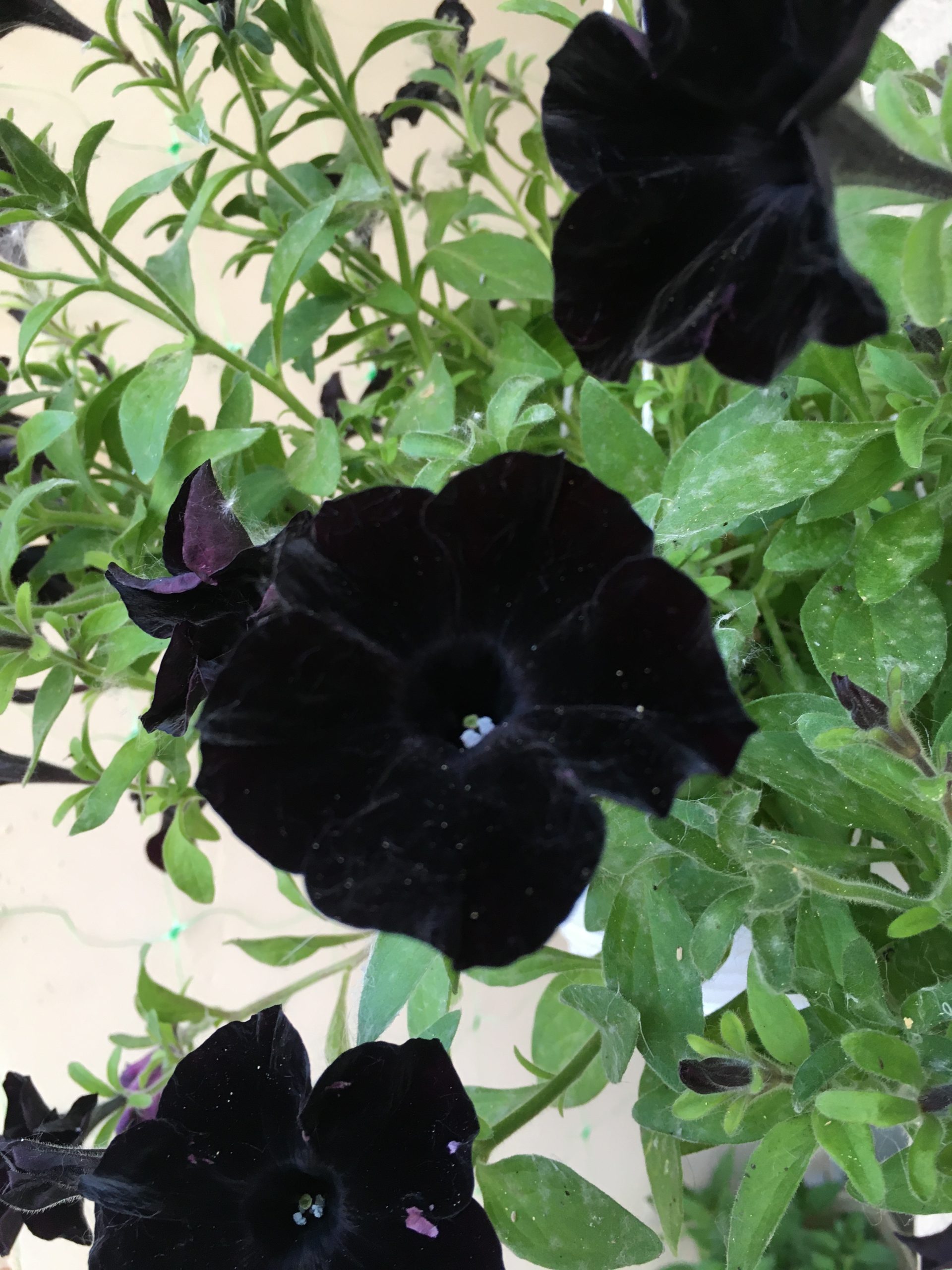 Black Velvet